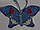Метелики великі гачком, фото 6