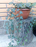 Плющ гостролистий, вузьколистий Sagittaefolia декоративний вуличний (контейнер), фото 9