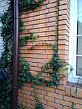 Плющ гостролистий, вузьколистий Sagittaefolia декоративний вуличний (контейнер), фото 10