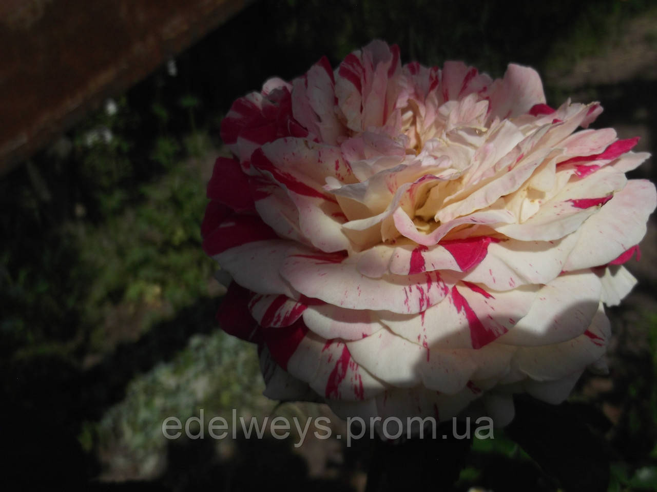 Роза плетиста кремова з широкими рожевими штрихами