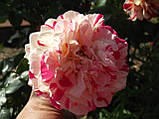 Роза плетиста кремова з широкими рожевими штрихами, фото 2