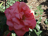 Троянда плетиста "Полиця", фото 2
