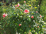 Троянда плетиста "Полиця", фото 3