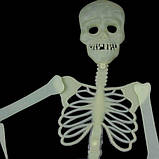 Скелет конструктор світлонакопичувальний 90 см, фото 2