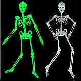 Скелет конструктор світлонакопичувальний 90 см, фото 4