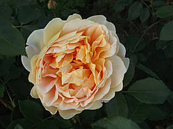 Троянди напівплетиста рожева (смаженці)