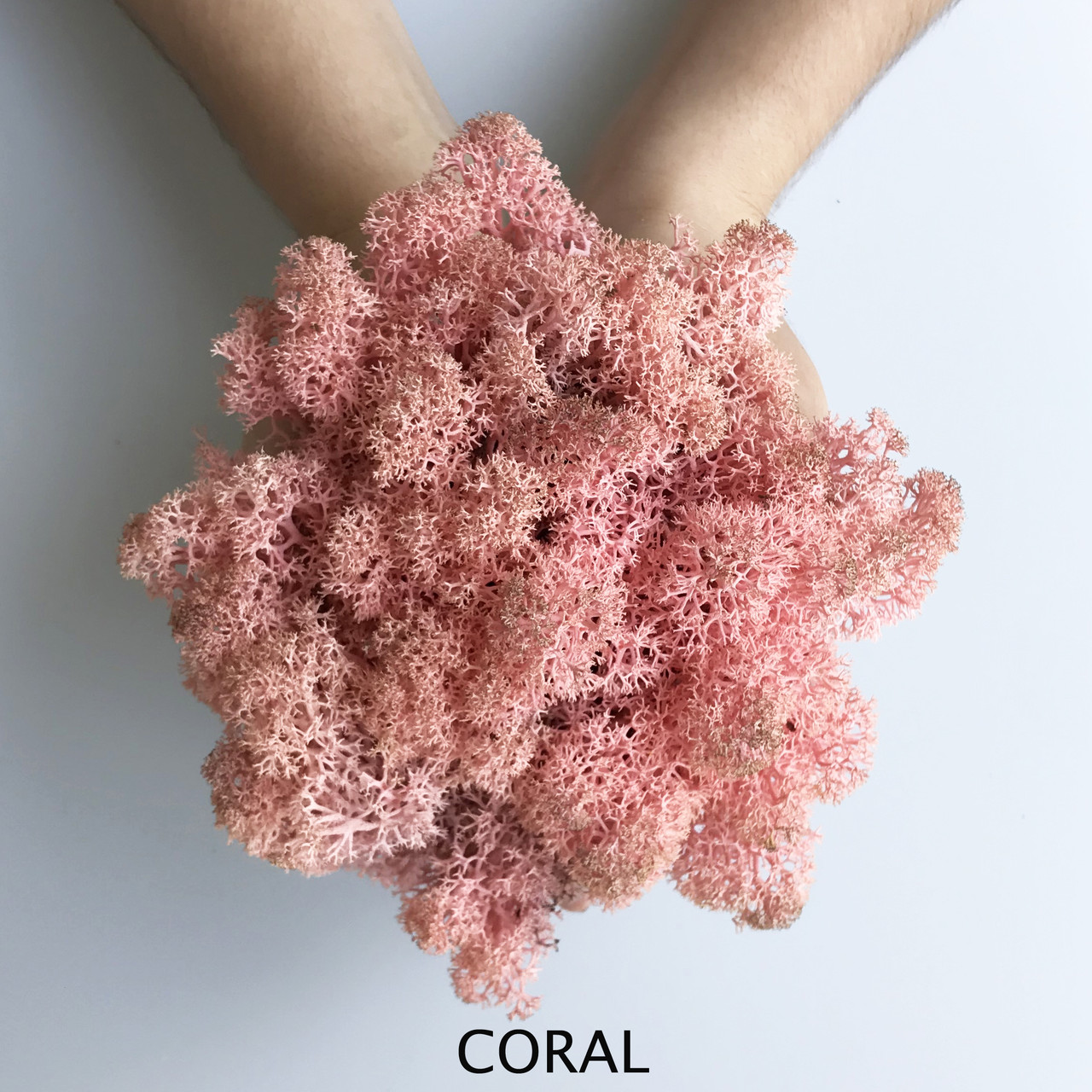 Стабілізований мох. Artis кораловий
