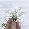 Тіландсія атмосферна Фуксі Аргентея (Tillandsia Fuchsii Argentea), фото 4