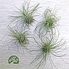 Тіландсія атмосферна Фуксі Аргентея (Tillandsia Fuchsii Argentea), фото 5