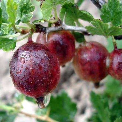 Саджанці агрусу сорт Спайнфри (бесшипный), полуупакованные, фото 2