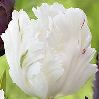 Луковиці Тюльпана Папугаєподібного White Parrot 10/11