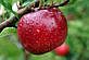 Яблуко. Аромавокск, аромаолії, пахощі, ефірна олія для аромалумп, фото 3