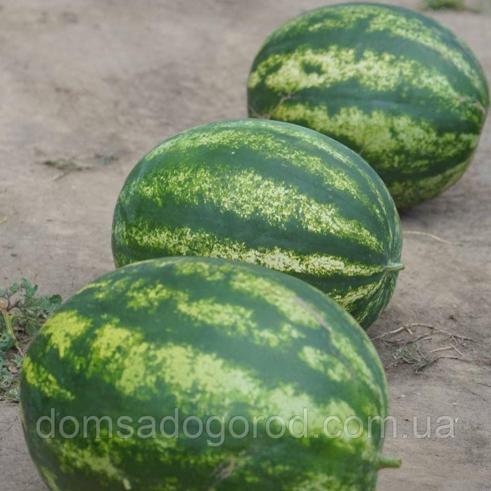 Кавун ЦЕЛІН F1  |  CELIN Clause 1000 шт.