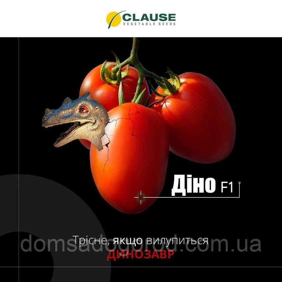 Купить Томат ДИНО F1 | DINO Clause 5000 шт, цена 4058.40 ₴ — Prom.ua ...