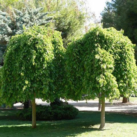 Саджанці шовковиці плакуча чорна, фото 1