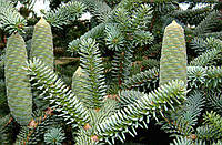 Пихта испанская Келлерис (Abies pinsapo Kelleriis)