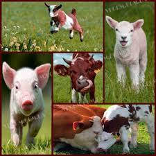 Рибне борошно 69-71% протеїну (Данія)