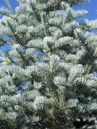 Пихта одноколірна Віолацеа (Abies concolor Violacea)