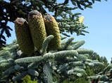 Пихта високоросла Глаука (Abies procera Glauca), фото 3