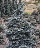 Пихта високоросла Глаука (Abies procera Glauca), фото 4