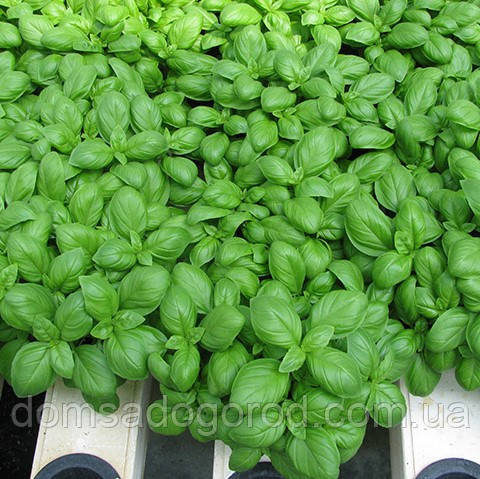 Базилік МАРІАН F1| MARIAN F1 Enza Zaden 50 000 насінин