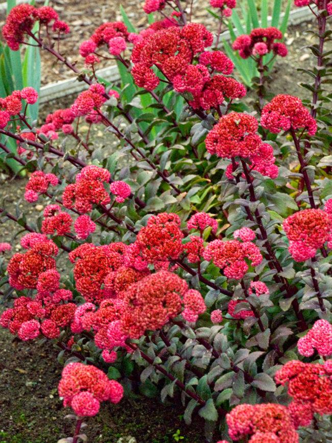 Седум RED CAULI (Ред Каули), фото 1