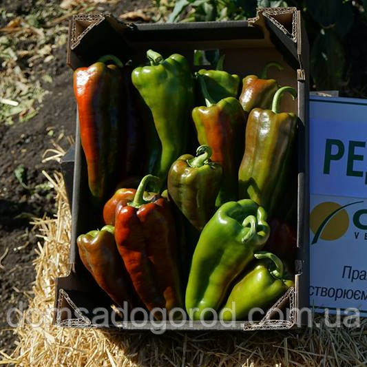 Перець Редкан F1 | Redkan F1 Clause 250 шт.