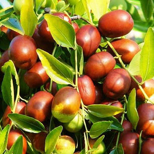 Саджанці Зизифуса Вахшский (2-х річний) - ранній, середньоплідний, урожайний, унабі, фініка, жужуба (сіянець)