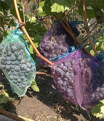 Захисні мішечки для гроздей винограду 22*30см, (2 кг) 100 штук