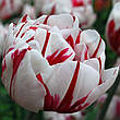 Арт-набір Карнавал 9 цибулин тюльпанів махрових, фото 6