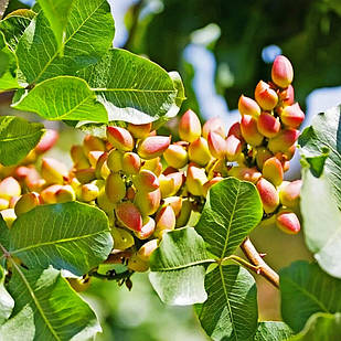 Саджанці фісташки Киргизької 2-х річна - урожайна, зимостійка, промислова