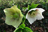 Морозник Кавканський (Helleborus caucasicus) садж 2-3рок, фото 2