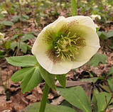 Морозник Кавканський (Helleborus caucasicus) садж 2-3рок, фото 3