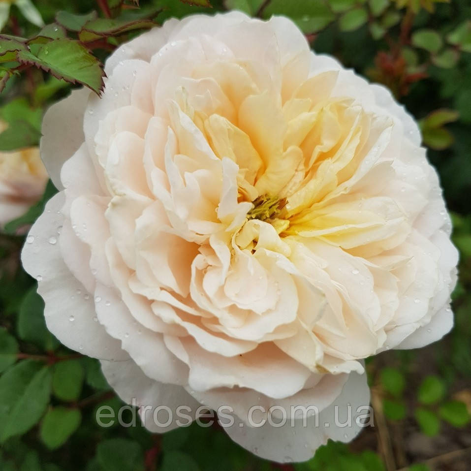 Крокус Роуз (Crocus Rose®) - фото 10 - id-p1034137071