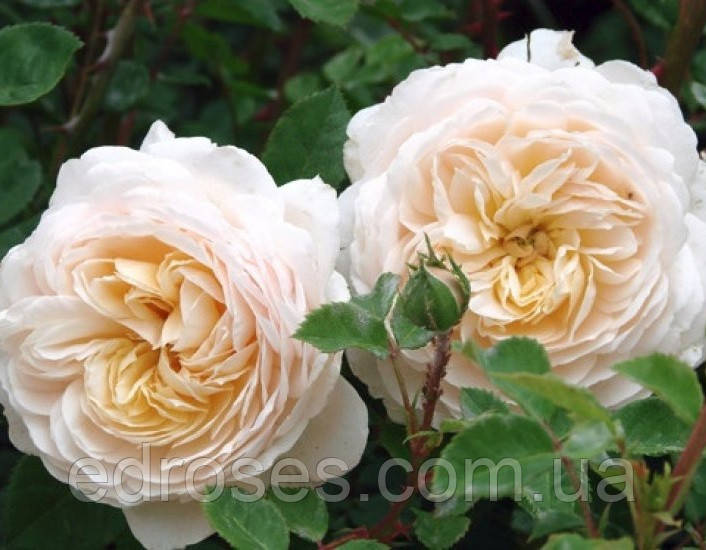 Крокус Роуз (Crocus Rose®) - фото 7 - id-p1034137071