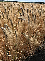 Девятий вал озимий ячмінь