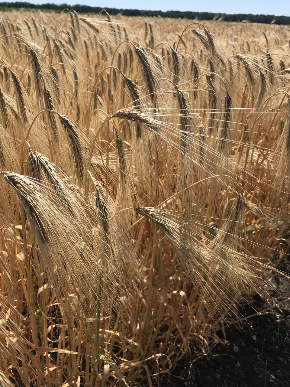 Девятий вал озимий ячмінь, фото 1