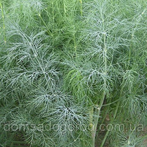 Кріп ГОЛДКРОН F1 | GOLDKRONE F1 Enza Zaden 50 000 насінин