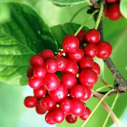 Саджанці Лимонника Китайського (Schisandra chinensis) Р9