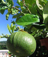 Бергамот Фантастика (Citrus bergamia Risso "Fantastico") 20-25 см. Кімнатний