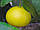 Бергамот Фантастика (Citrus bergamia Risso "Fantastico") 20-25 см. Кімнатний, фото 2