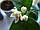 Бергамот Фантастика (Citrus bergamia Risso "Fantastico") 20-25 см. Кімнатний, фото 4