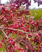 Барбарис Атропурпуреа Berberis thunbergii Atropurpurea C60 L h150