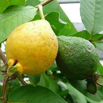 Саджанці Гуава звичайна, гуаява