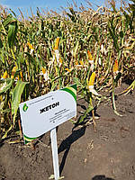 Семена кукурузы Жетон 265 МВ, ФАО 260, украинская селекция