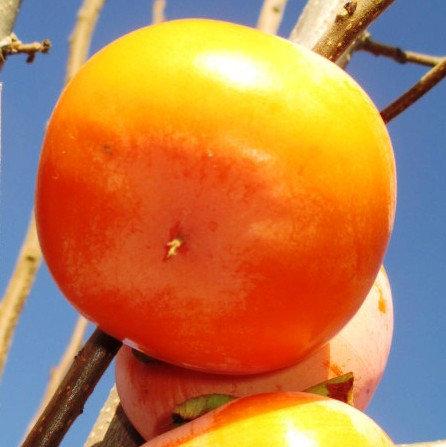 Саджанці хурми Дар Софіївки (дворічнмй) (контейнер) - рання, морозостійка, самоплідна, фото 1