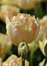 Тюльпан махровий ранній Charming Lady (Шармін Леді) 3 цибулинки, фото 2