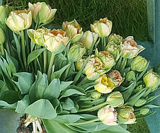 Тюльпан махровий ранній Charming Lady (Шармін Леді) 3 цибулинки, фото 3