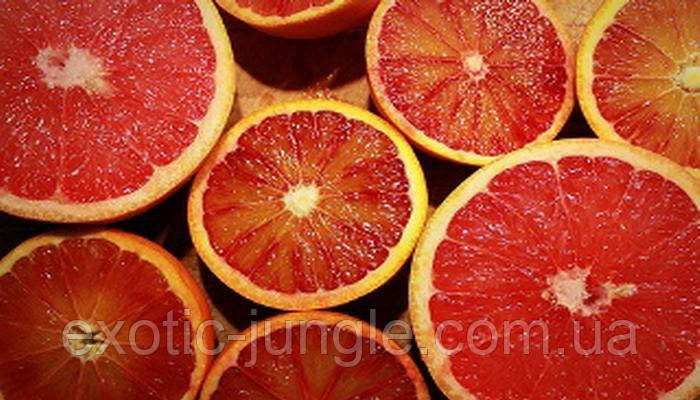 Апельсин Ванілья Сангуїно (Vainiglia Sanguigno, arancio dollce) 30-35 см. Кімнатний, фото 1