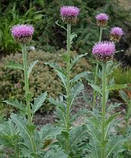 Левзея сафролевідная корінь (маралий корінь) 100 грам, фото 2